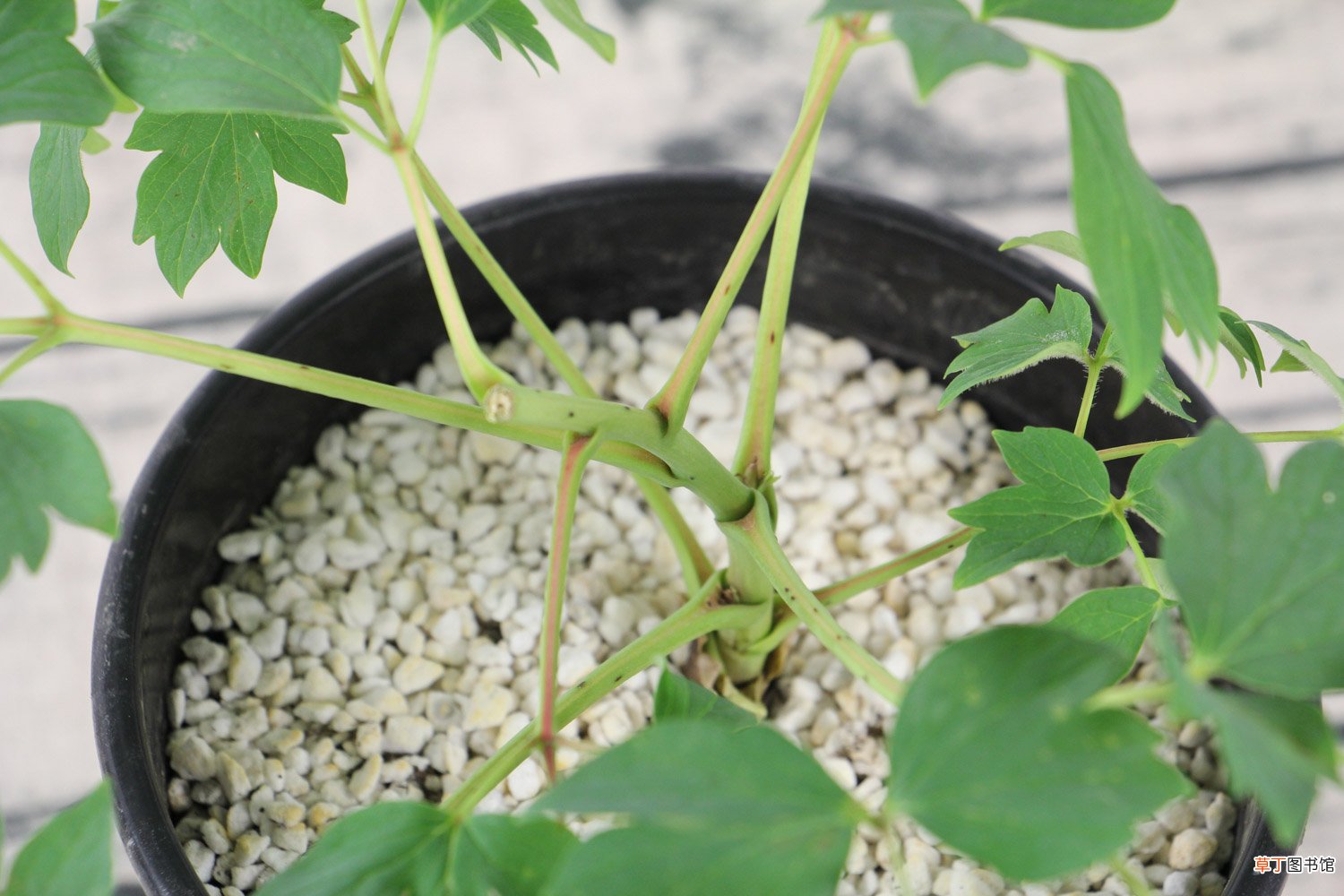 牡丹花怎样种植及施肥