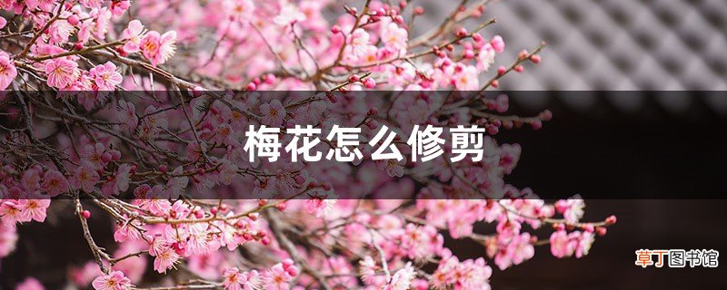 梅花怎么修剪