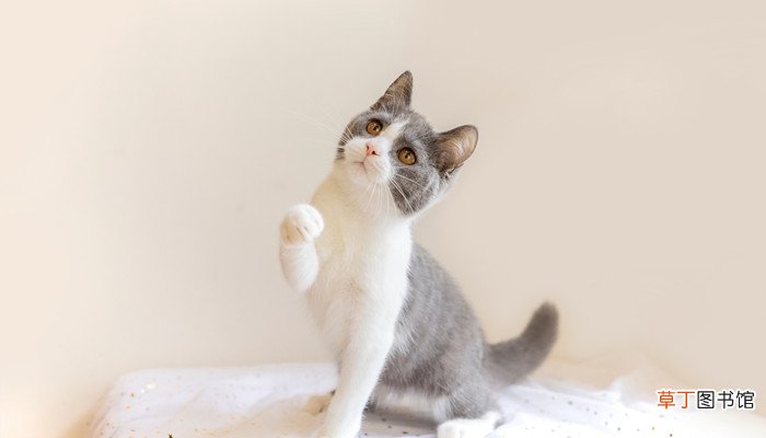 梦见自己很喜欢小猫咪