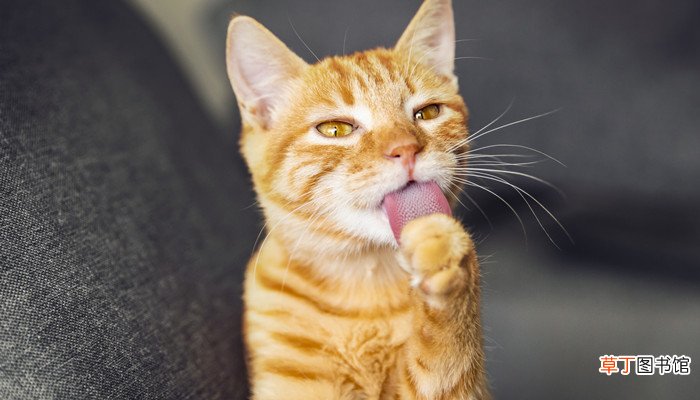 梦见自己很喜欢小猫咪