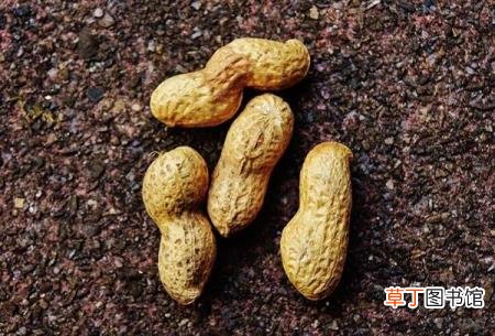 不能一起吃的食物 为什么花生和黄瓜不能一起吃