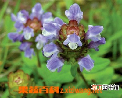 夏枯草的副作用 夏枯草做法指导