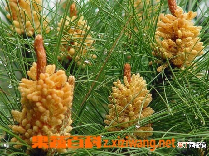 松花粉的功效与作用