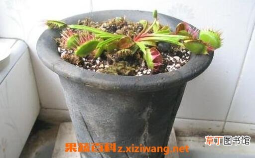 捕蝇草怎么繁殖 捕蝇草种植方法