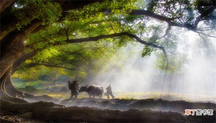 男人锄地打一生肖