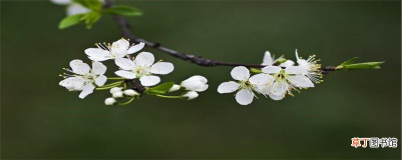 李子树怎么嫁接