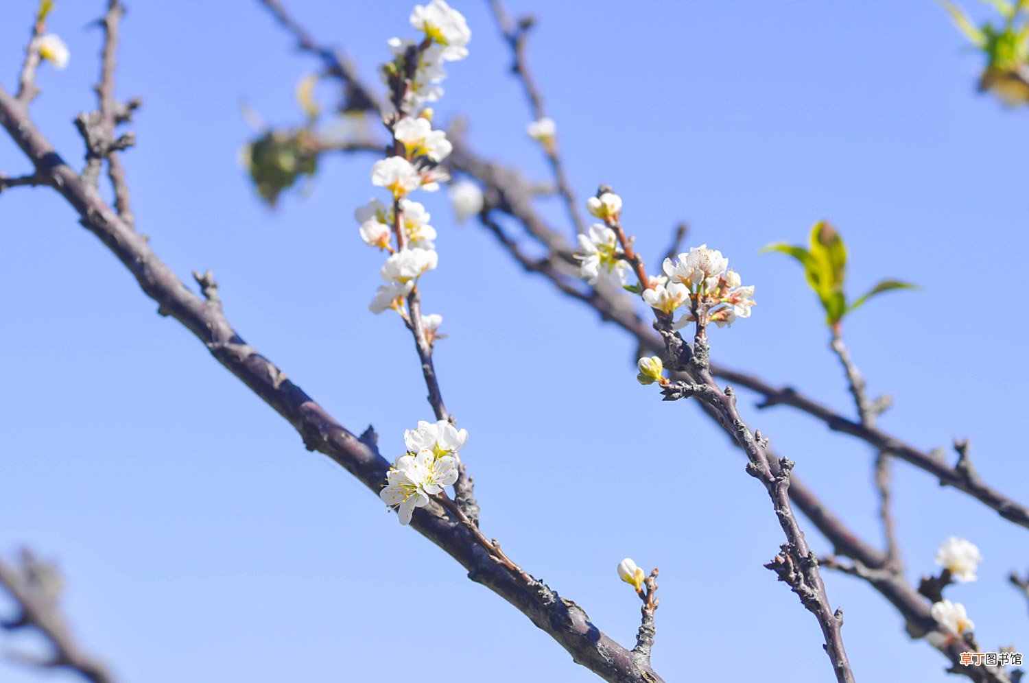 李子开花怎样保花保果