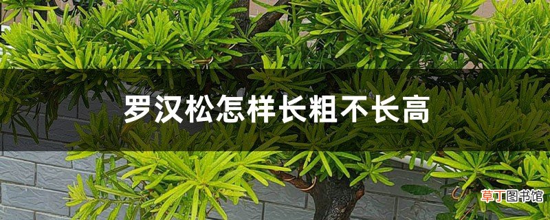 罗汉松怎样长粗不长高