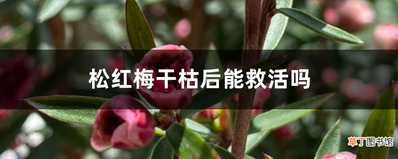 松红梅干枯后能救活吗