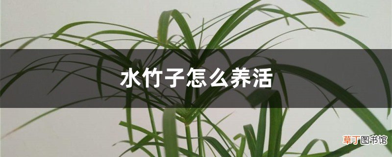 水竹子怎么养活
