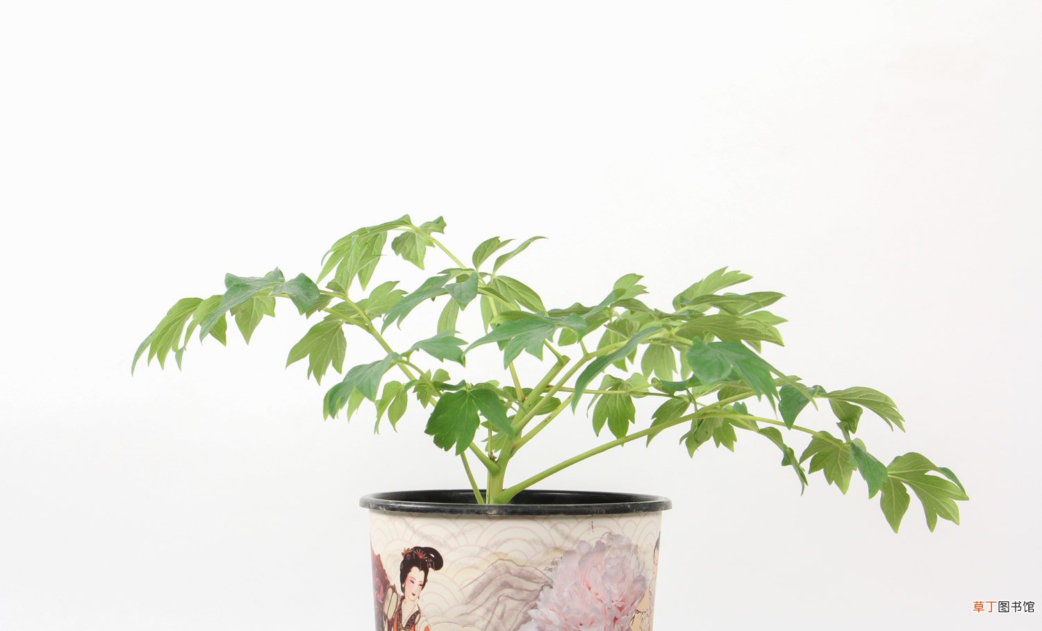 牡丹花盆栽家养方法