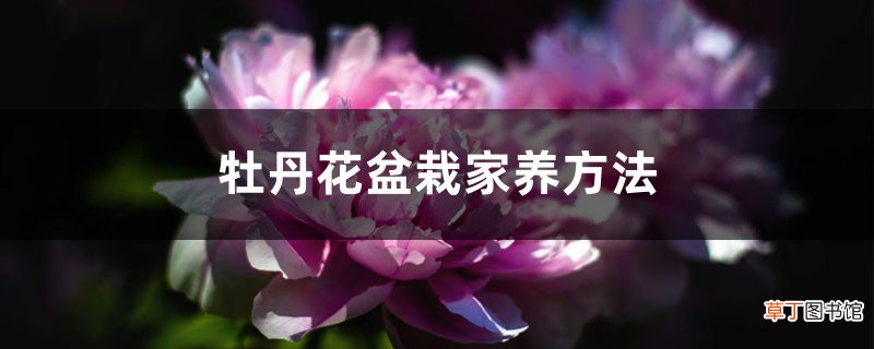 牡丹花盆栽家养方法