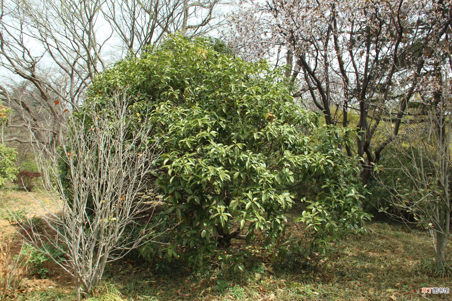 桂花插枝时间和方法