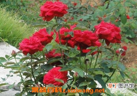 月季花冬天的养殖方法和注意事项