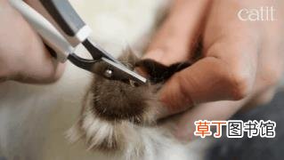 为什么猫咪喜欢抓挠 为什么猫喜欢被挠