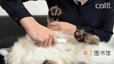 为什么猫咪喜欢抓挠 为什么猫喜欢被挠
