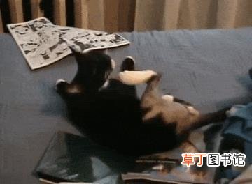 为什么猫咪喜欢抓挠 为什么猫喜欢被挠