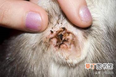 为什么猫咪喜欢抓挠 为什么猫喜欢被挠