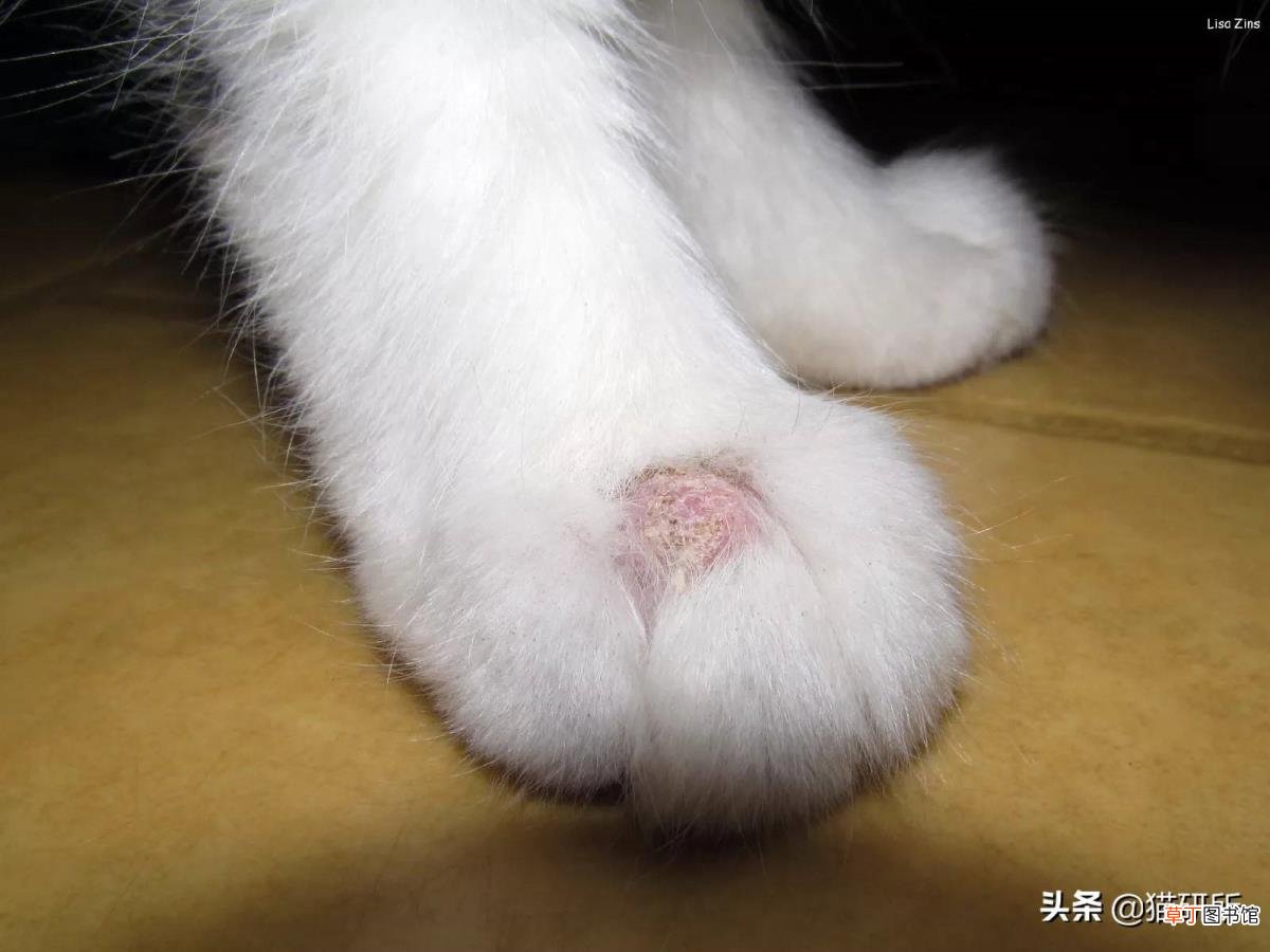 为什么猫咪喜欢抓挠 为什么猫喜欢被挠
