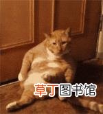 为什么猫咪喜欢抓挠 为什么猫喜欢被挠