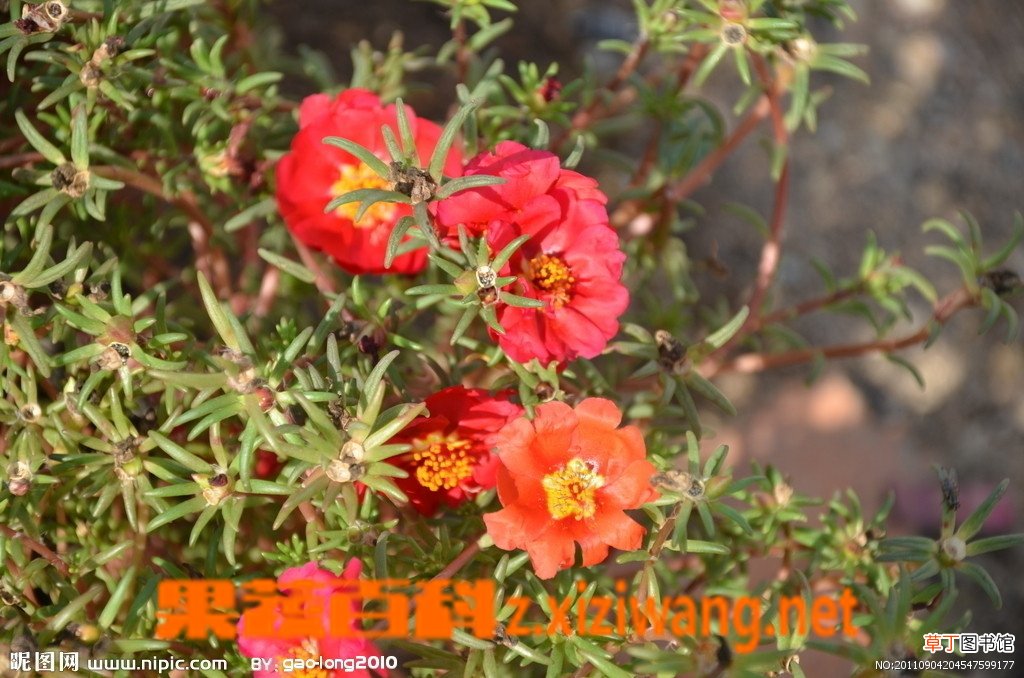 半枝莲的功效