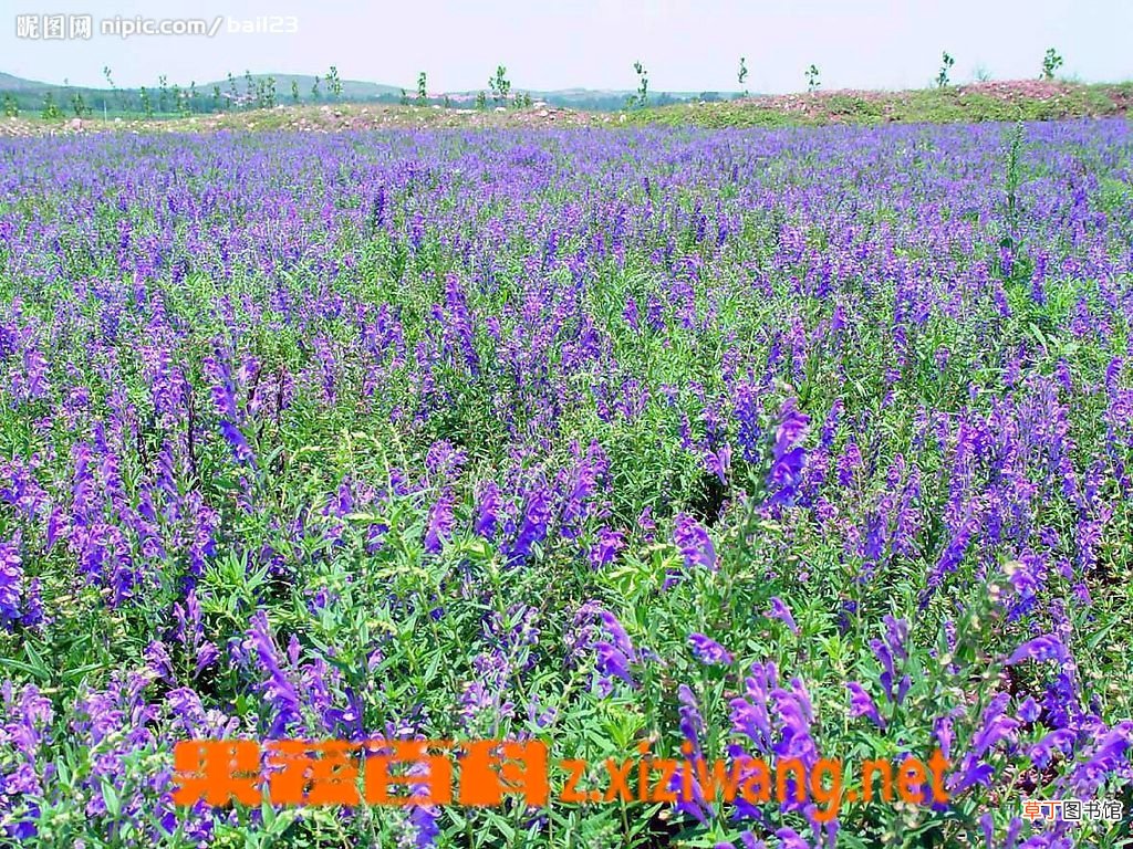 黄芩的功效与作用