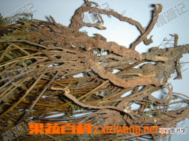 鸡骨草的功效
