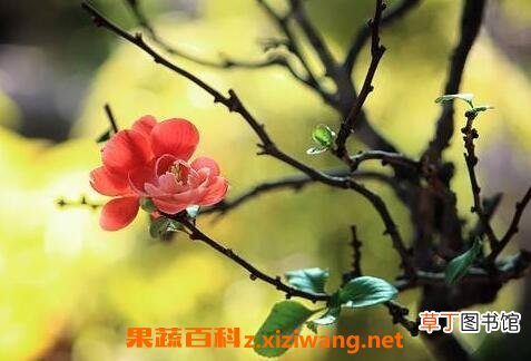长寿梅如何养殖 长寿梅的养殖方法