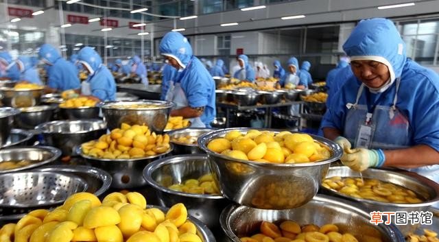 果品罐头生产进入旺季 水果罐头加工厂