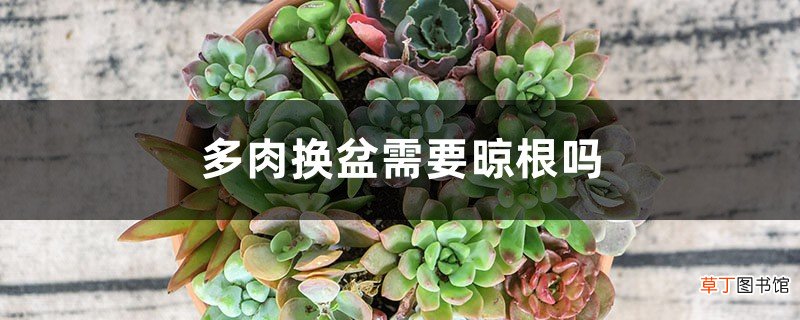 多肉换盆需要晾根吗