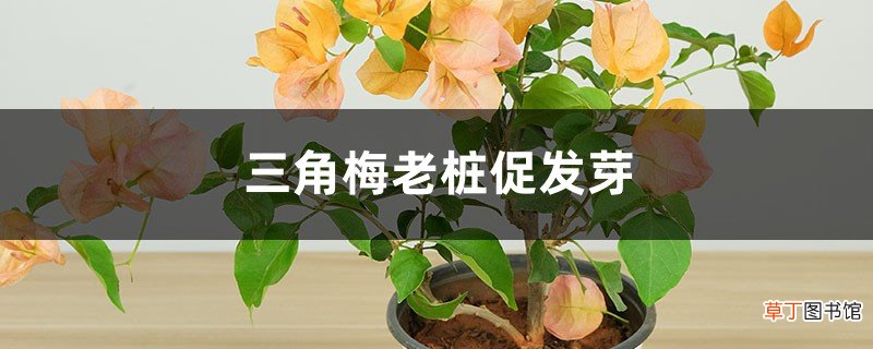 三角梅老桩促发芽方法