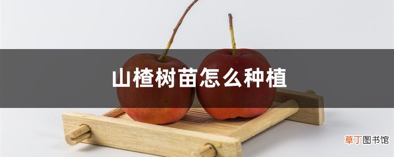 山楂树苗怎么种植