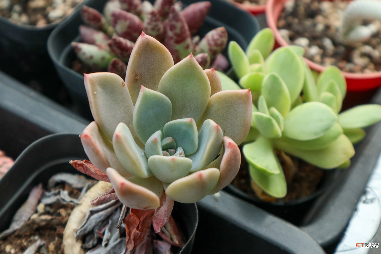 肉肉植物怎么叶插