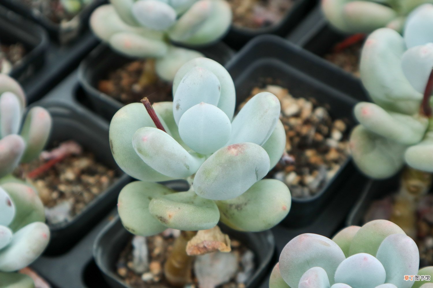 肉肉植物怎么叶插
