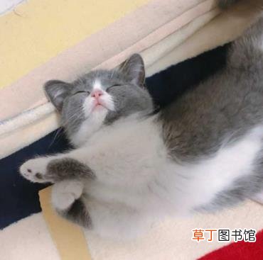 幼猫是不是都很粘人 为什么小猫粘人