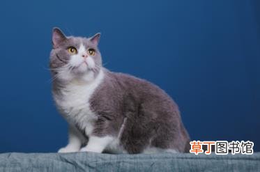 幼猫是不是都很粘人 为什么小猫粘人