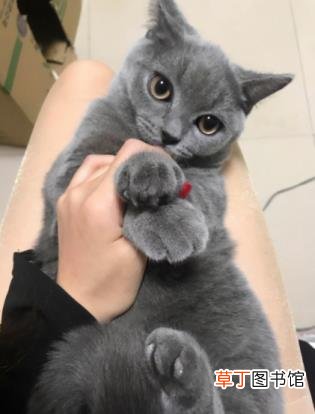 幼猫是不是都很粘人 为什么小猫粘人