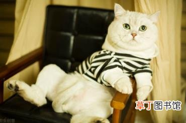 幼猫是不是都很粘人 为什么小猫粘人