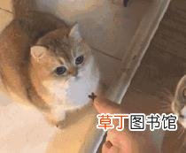 幼猫是不是都很粘人 为什么小猫粘人