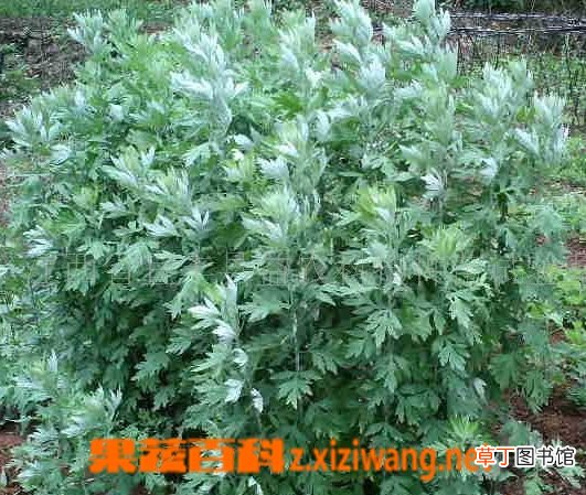 艾草的功效与作用