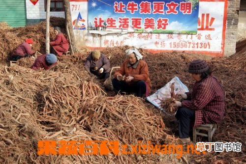 紫丹参的功效与作用