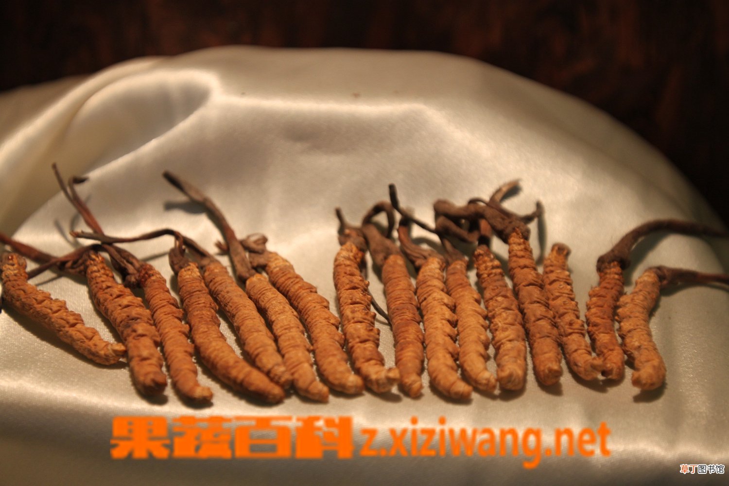 冬虫夏草泡酒的功效