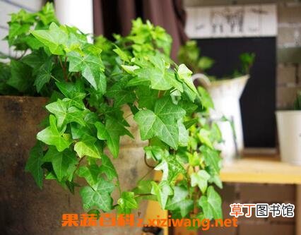 窄叶常春藤的养殖方法