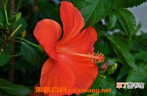 朱槿花如何防治病虫害