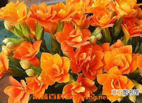 长寿花水培养殖方法和注意事项