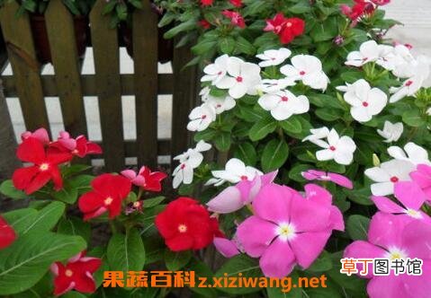 长春花的养殖方法和注意事项