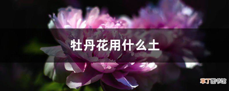 牡丹花用什么土