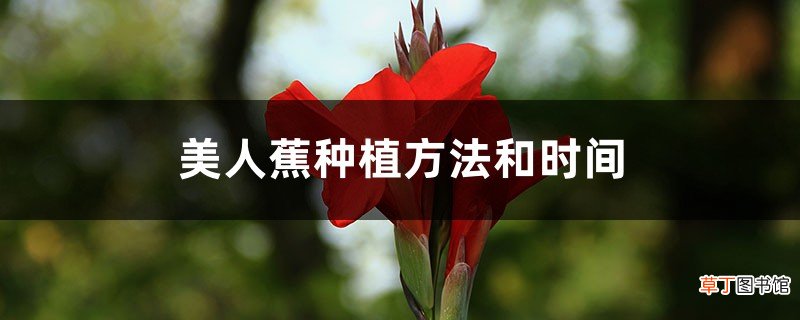 美人蕉种植方法和时间
