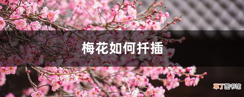 梅花如何扦插