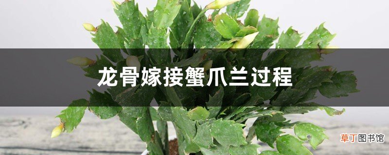 龙骨能嫁接蟹爪兰吗
